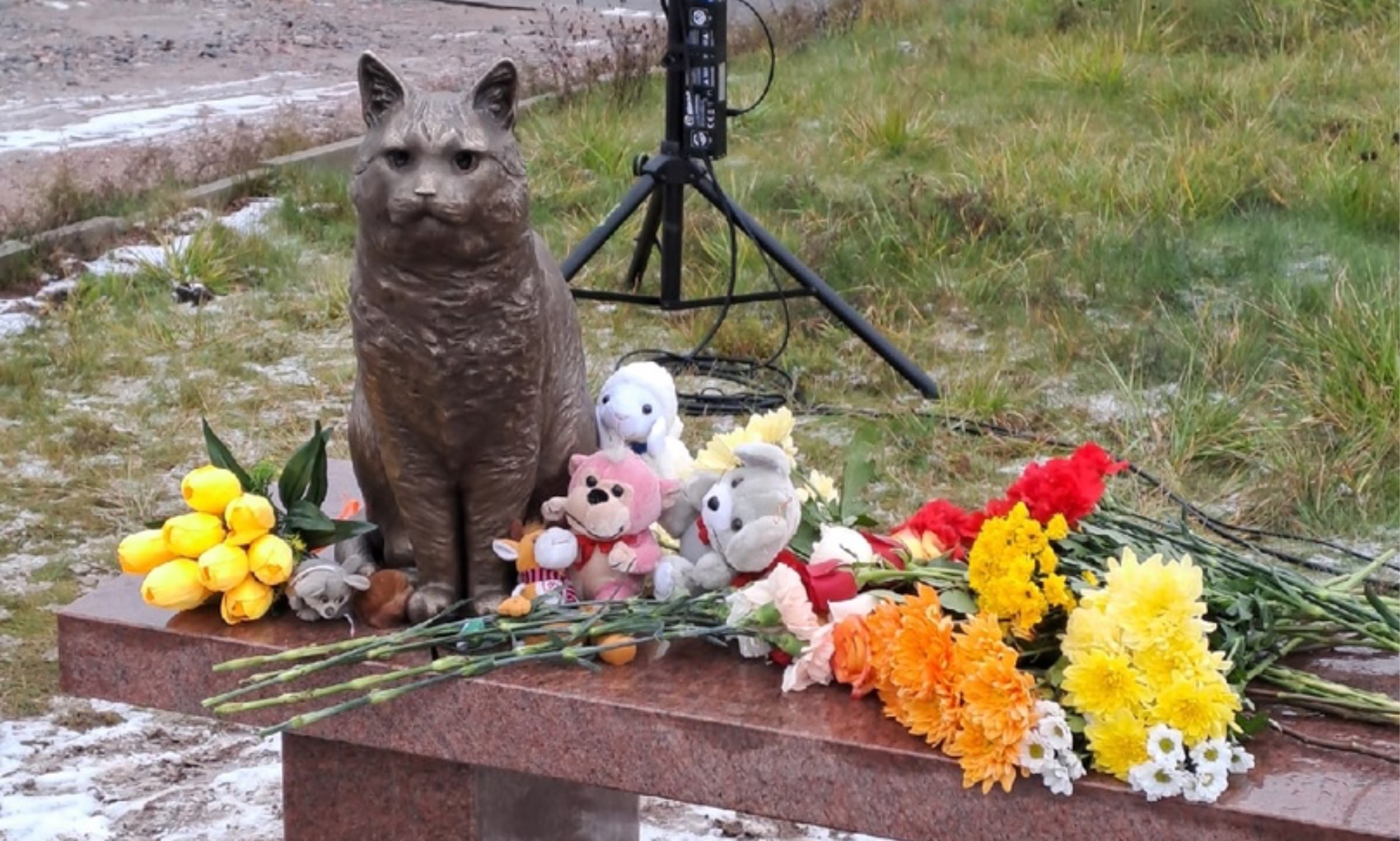 История замученного живодерами кота кузи, которому поставили памятник