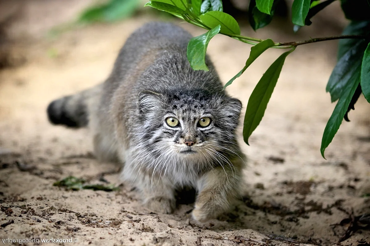 Интересные факты о мануле — самом диком коте