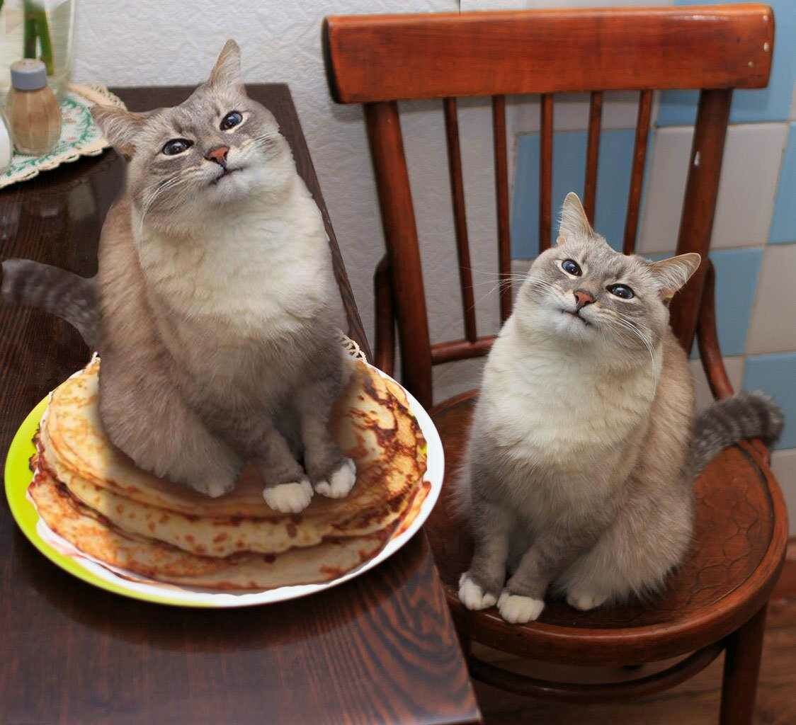 Что за мем с котом бендером и козой в тик ток, откуда мем с котом и козой? - вопросник.про