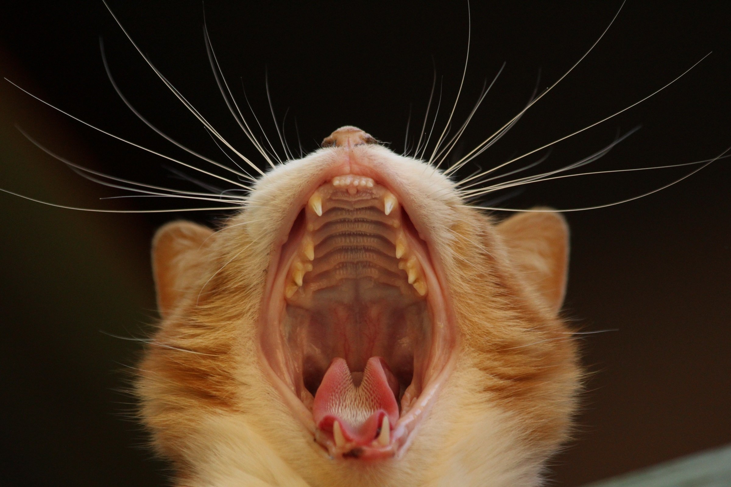 Pop cat | what is the story behind the pop cat meme?