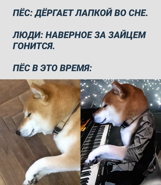 Почему кошка прячется в тёмные места, или ку-ку, мурка!