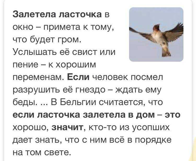 Птица залетела в окно, к чему, трактовка сна в сонниках