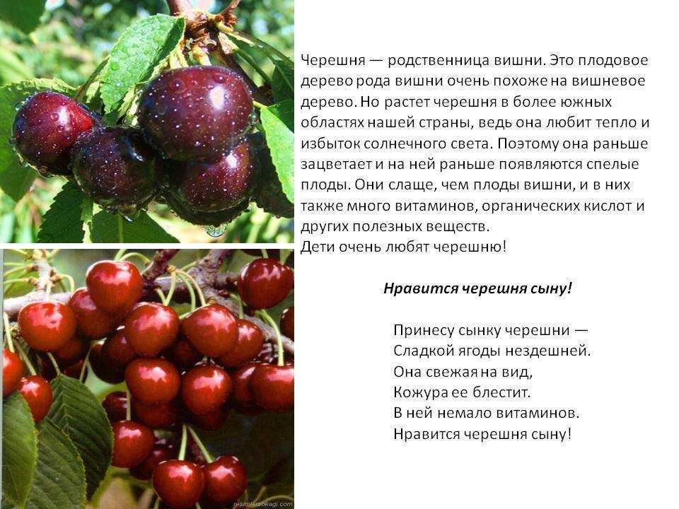 Черешня на дереве