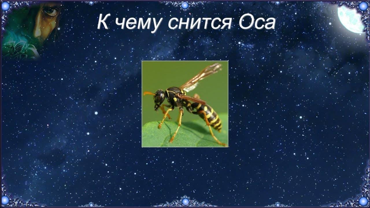 К чему снятся пчелы: много, кусают женщину, рой пчел, в доме, пасека