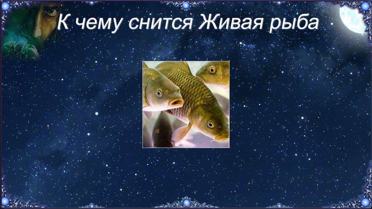 Что предвещает ловить рыбу удочкой во сне — значение сна для мужчины и женщины