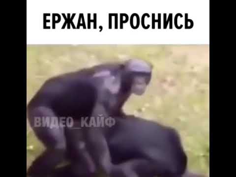 Происхождение и популярность мема "ержан вставай | 👩‍💻 темы и идеи для блога