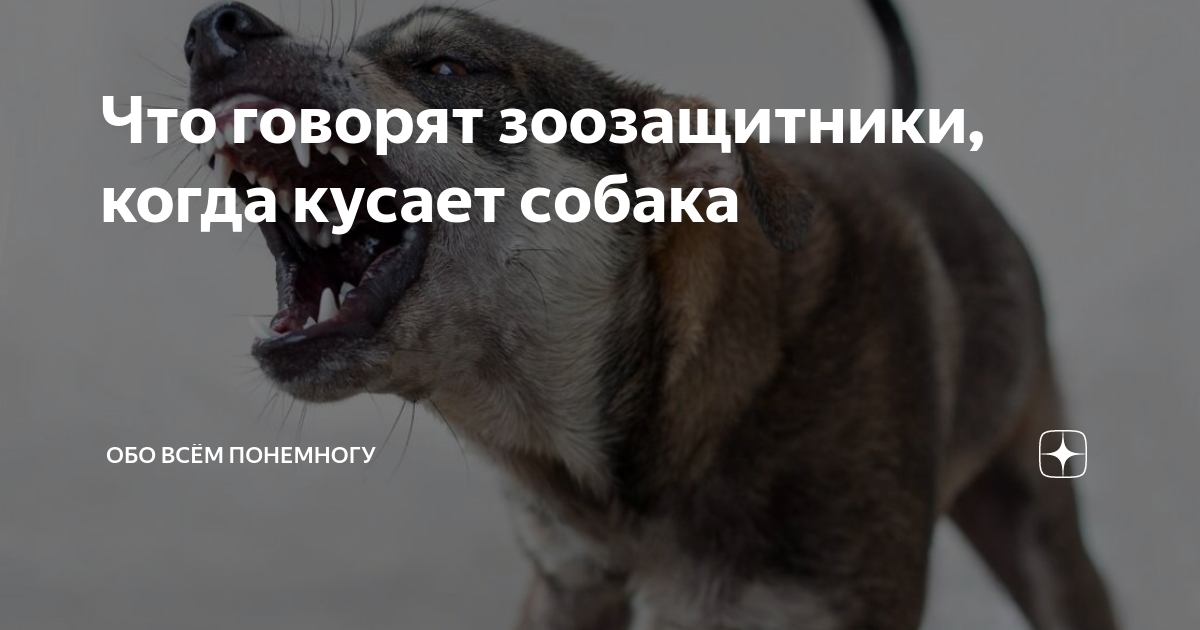 К чему снится собака 🐕 — топ толкований сна 😵 по 50 сонникам: что означает для мужчины или женщины видеть больную и слепую собачку либо завести большого пса