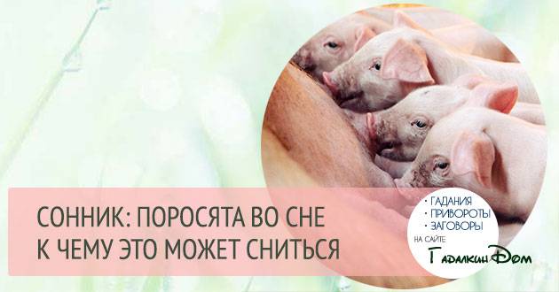 К чему снится свинья с поросятами женщине или мужчине