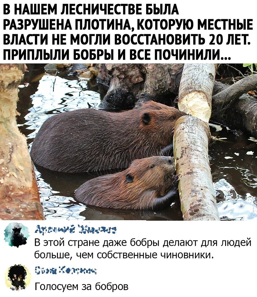 Бобры на гифках. 80 анимированных изображений этих животных