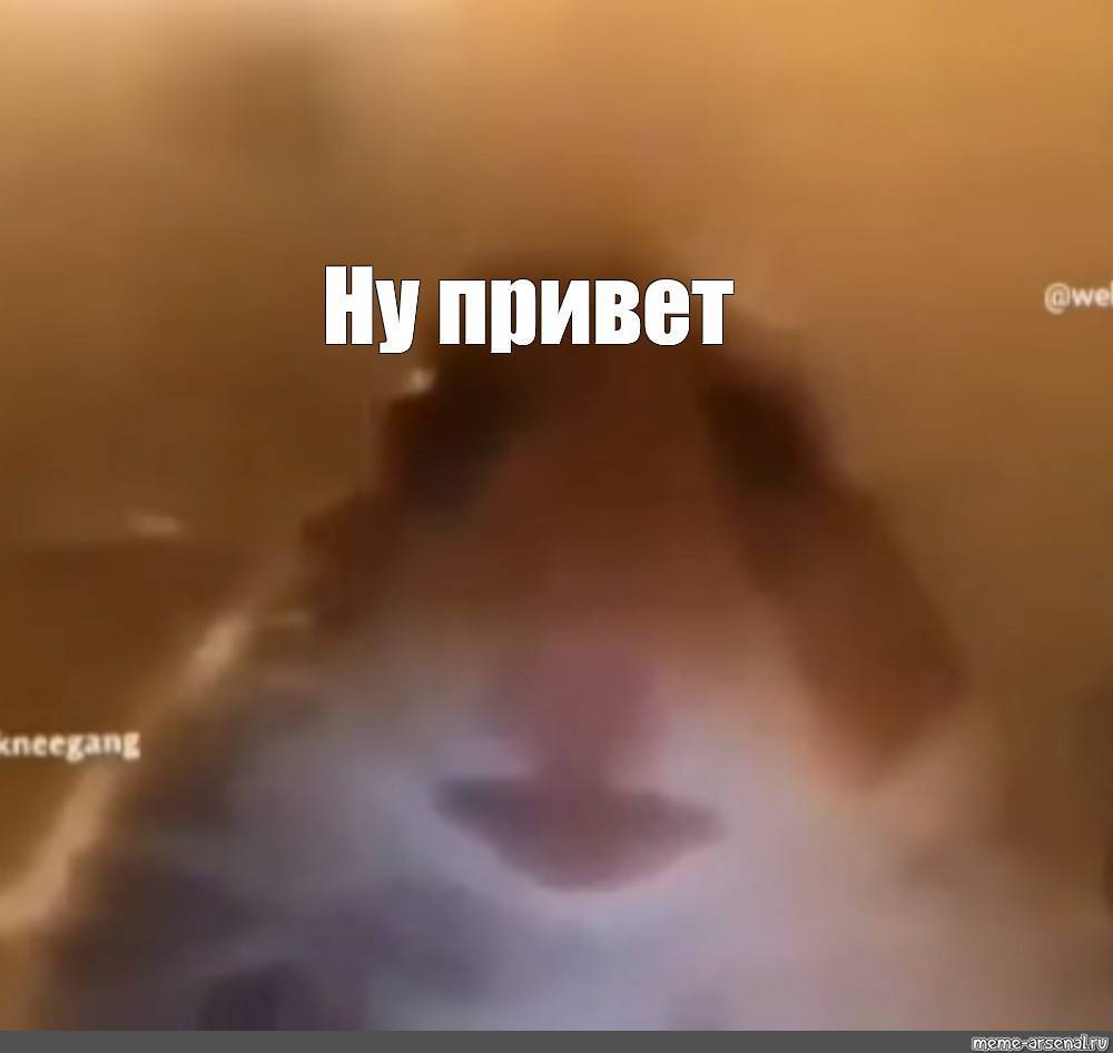Мем испуганный хомяк: история появления, смысл, видео, галерея