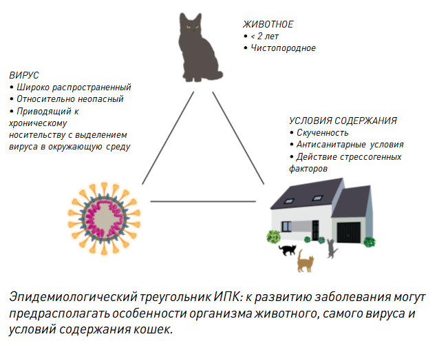 Коронавирус у кошек - о ветеринарном просто