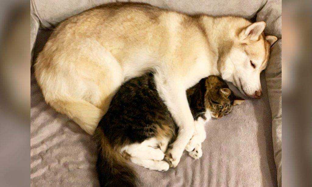 Почему кошка больше меня не любит