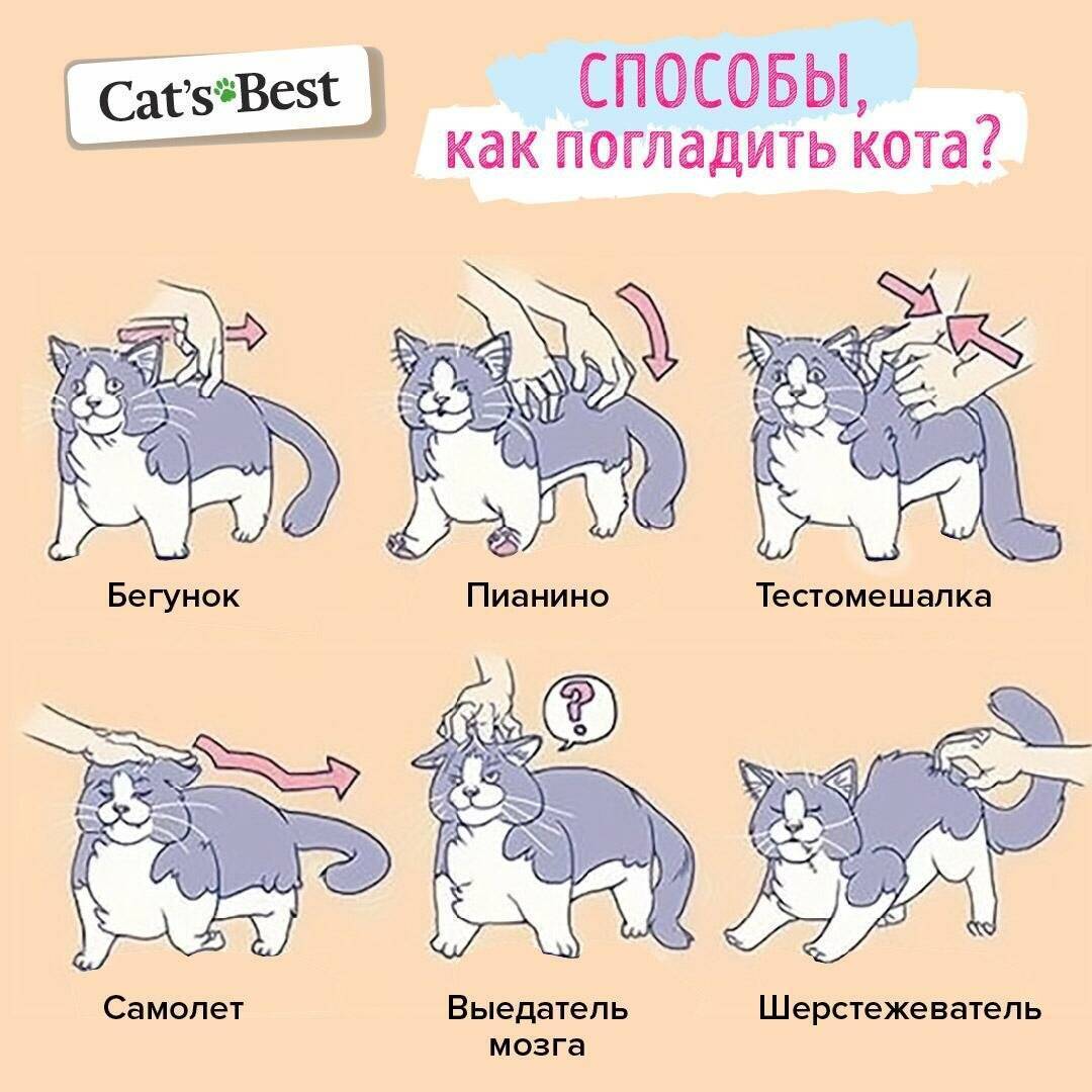 Как приучить кошку к рукам и ласке и приручить дикого котенка с улицы