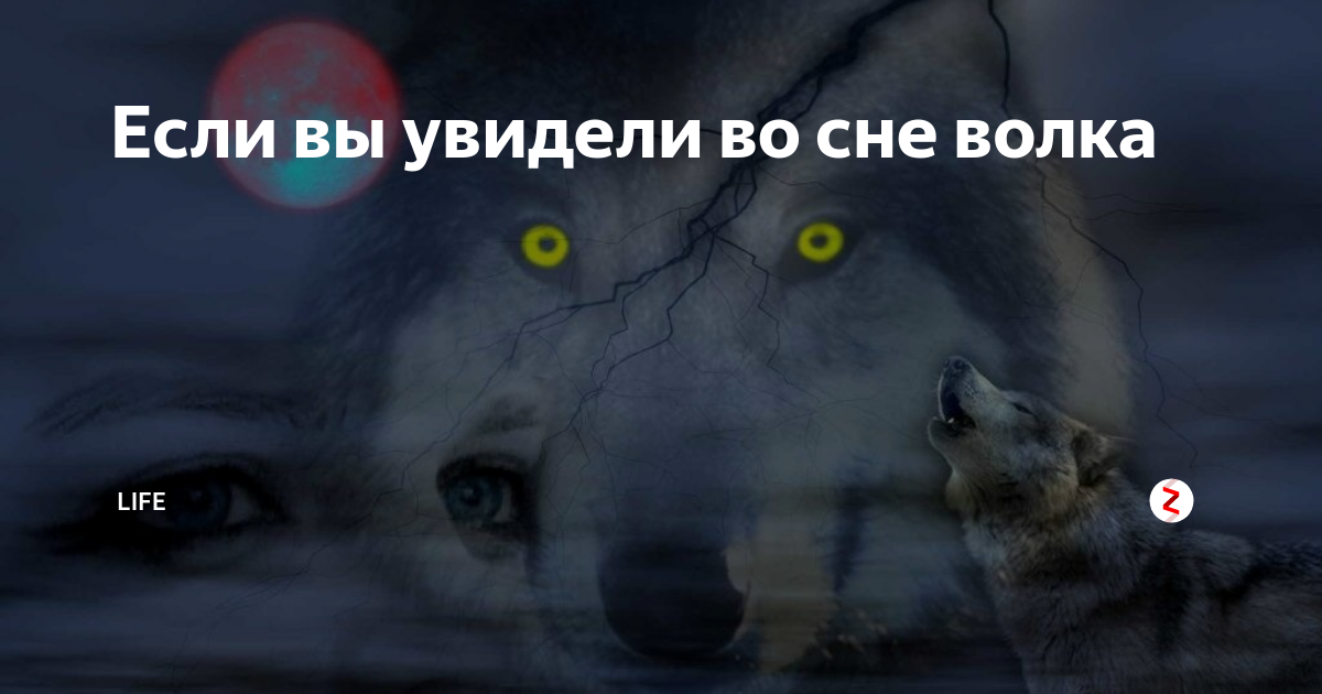 Цитаты волка из тик ток: подробра шуток и фраз со смыслом
