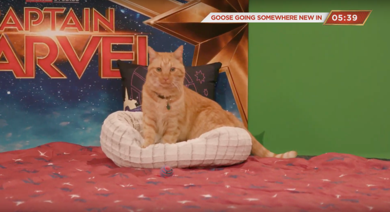 11 facts about goose, captain marvel’s cat we bet you never knew