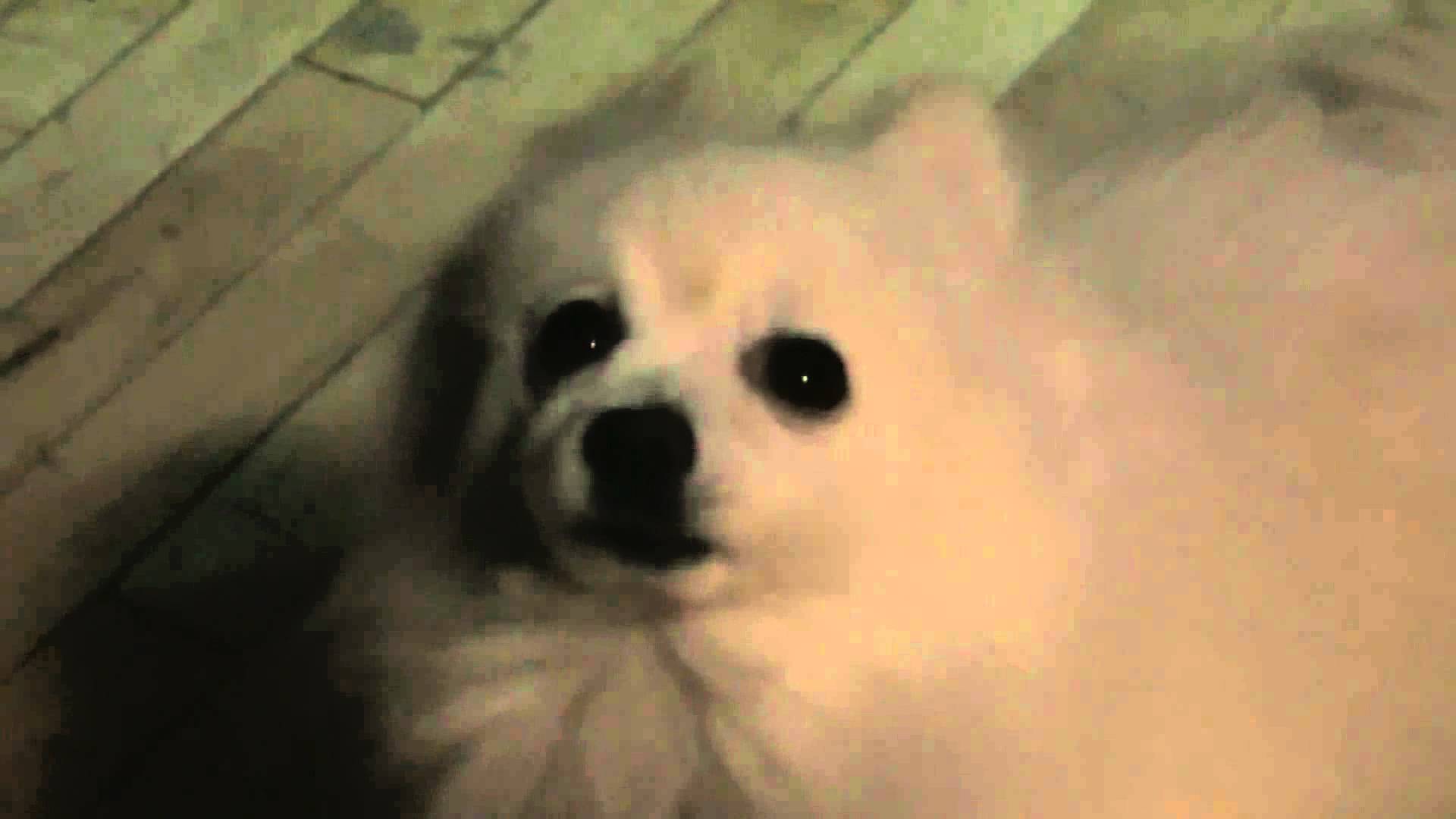 How did gabe the dog die? - howdidtheydied