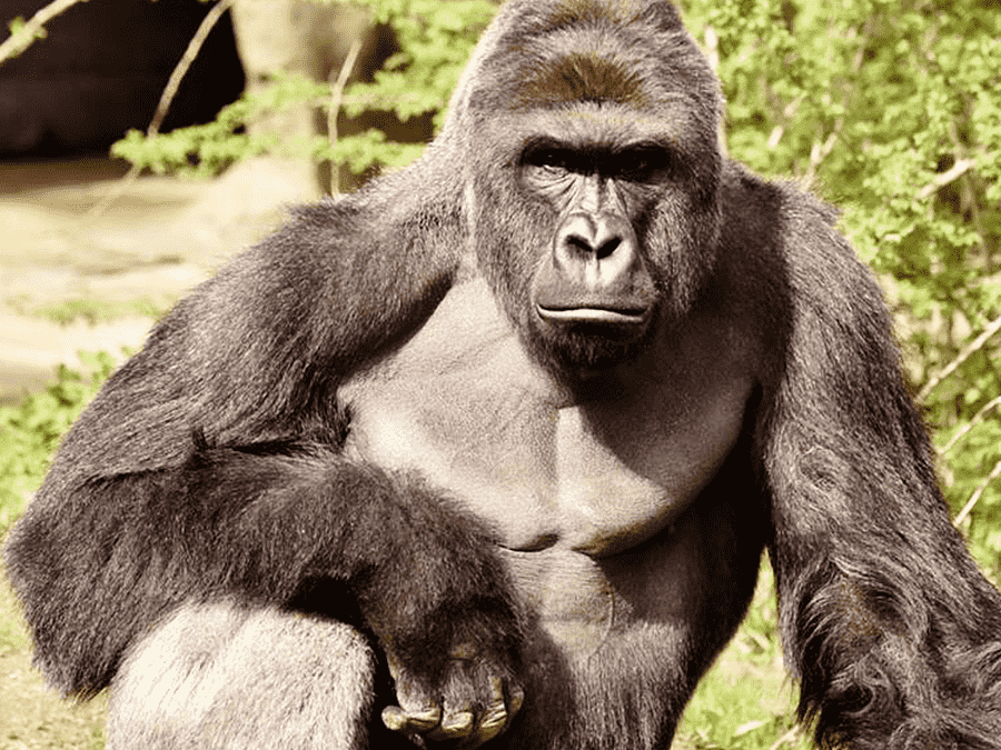 Harambe meme – memes feel