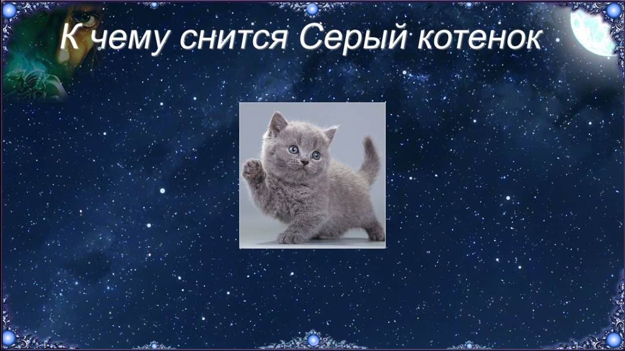 К чему снится много котят? сонник - много котят во сне.