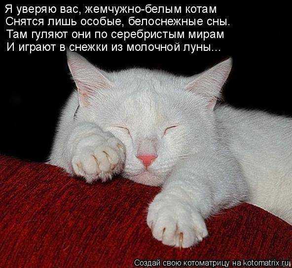 К чему снится кошка